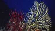Underwater heat 'inferno' ravages Mediterranean corals