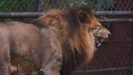 Brave lady could not let perfect snap opportunity with a lion pass, poses in front of the beast