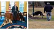 Joe Biden's dogs evicted from White House after biting incident