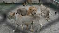 Going once, going twice... Pakistan lions up for auction