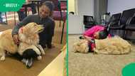"What an amazing boy": SA’s child therapy dog takes a stand in Western Cape High Court