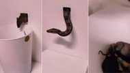TikTok of man using snake to catch rat family of more than 10 gets 5M views, viewers applaud exterminator