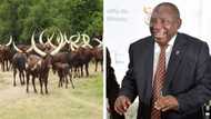 Ramaphosa's infamous Phala Phala farm auction under the spotlight, ankole cattle under the hammer on Saturday