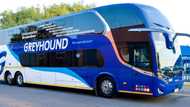 Greyhound under pressure to reemploy 700 workers who were let go last year