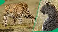 Leopard standing on 2 legs in TikTok video leaves viewers mortified