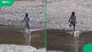 “They used to play with humans”: Monkeys’ hilarious river crossing leaves Mzansi in stitches
