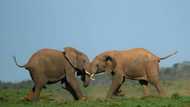 Wind project near S.African elephant park riles activists