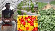 Farmer who grows crops in the air stuns peeps with massive harvest