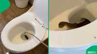 Hotel guest opens toilet lid and comes face to face with giant cobra