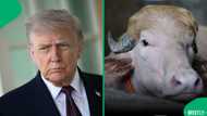 Albino buffalo nicknamed Donald Trump saved from Eid sacrifice after going viral