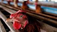 Avian flu causes economic bloodbath in South Africa's poultry industry