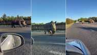 Only in SA": 2 Rhinos take leisurely stroll in Bloem street, SA left gasping
