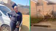 TikTok video of Cow's unplanned visit to upscale Johannesburg housing development raises questions