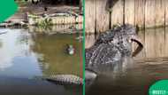 Monster alligator shocks tourists after brutally eating smaller gator in front of crowd