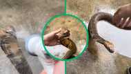 Snake bath: Man casually gives cobra spray down with hose, video divides TikTok