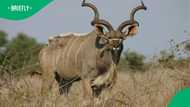 American woman feeds alpha kudu in SA, gets attacked in viral video with over 1.8M views