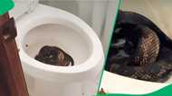 "My fear as a child": Snake rescuer finds giant reptile inside toilet bowl, SA distressed