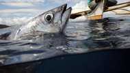 Billions of people rely on wild species for food, fuel, income: UN