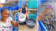 “On my way to become a billionaire”: Lady shows off her fish farm in trending video, many want to learn