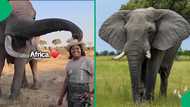 Video captures elephant demanding respect, netizens amazed: "This is beautiful"