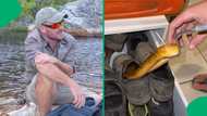 "Highly venomous": SA spooked by discovery of Cape Cobra in man's sneakers