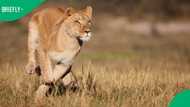 Game farm worker mauled to death by lioness in Free State