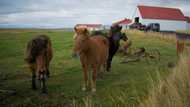 Activists see red over Iceland's blood mares