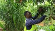 Togo battles to save forests as poverty threatens reserves