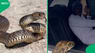 "Why are you running": SA cracks up over man’s hilarious reaction to snake at car window in video