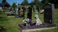 UK pet owners face grim choices amid soaring costs