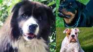 Top 10 gewildste honde rasse in Suid-Afrika