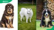 25 big fluffy dogs for your family: Breeds, sizes, temperaments