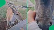 "If Snow White was filmed in SA ": Afrikaner woman's bond with farm wildlife entertains Mzansi