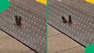 "They are definitely siblings": London tube commuters witness mice fight, SA in stitches