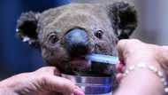 'Shocking' report lists devastation to Australia wildlife