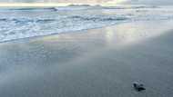 Battle to save Panama turtle at center of aphrodisiac superstition