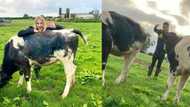 Farmer proposes to girlfriend by writing proposal on cows: “Marry me?”