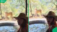 “They’re harmless”: Mzansi reacts as JoJo Robinson & husband have close call with cheetah in KZN