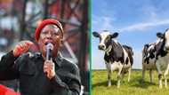 NSPCA pursues legal action against Julius Malema for controversial cow slaughtering, Mzansi defends him