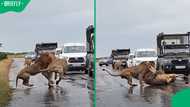 "Fighting for a woman": Kruger National Park video of male lions fighting over female takes SA out