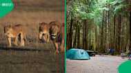 "This is life-threatening": Lions try to enter camping tent in video, leave SA peeps shaken