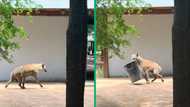 Kruger National Park: Sneaky hyena steals bin from picnic spot in viral video