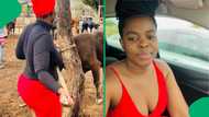 Viral video of woman holding a cow esibayeni sparks cultural debate