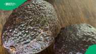 Pick 'n Pay strikes 1st in avocado war against Woolworths' Avozilla, Checkers adds their take