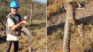 Snake rescuer removes venomous puff adder hiding behind cement plant slabs: "Wow"