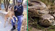 Limpopo SAPS K9 dog killed by python in Lephalale, SA mourns: "RIP K9 officer"