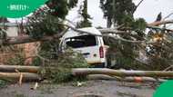 Johannesburg Storm crushes taxi under fallen tree as level 5 alert hits Gauteng