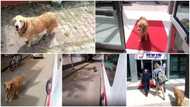 Dog chases ambulance taking owner to hospital, viral video has people emotional