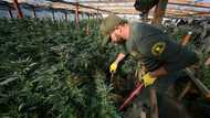 Despite legalization, California battles illegal marijuana farms