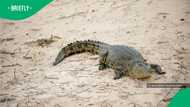 Man arrested after three-year-old thrown into crocodile enclosure at UK zoo